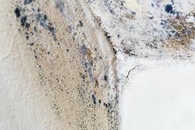 Best Mold Damage Restoration  in Taylorvle, IL